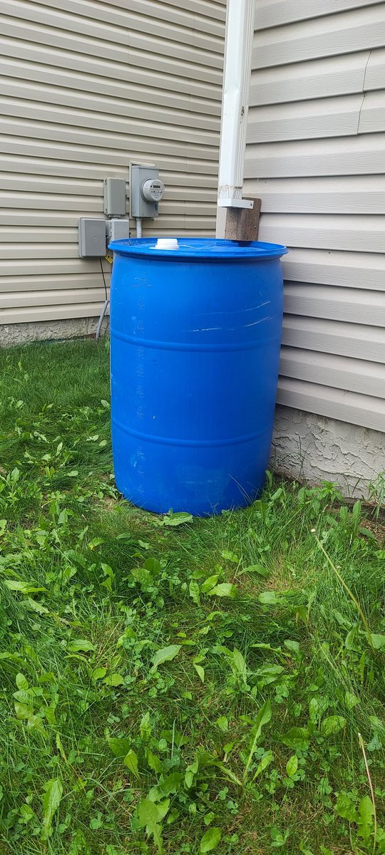 Ready for 220 L of exciting water action. #RainBarrel #GardeningTwitter