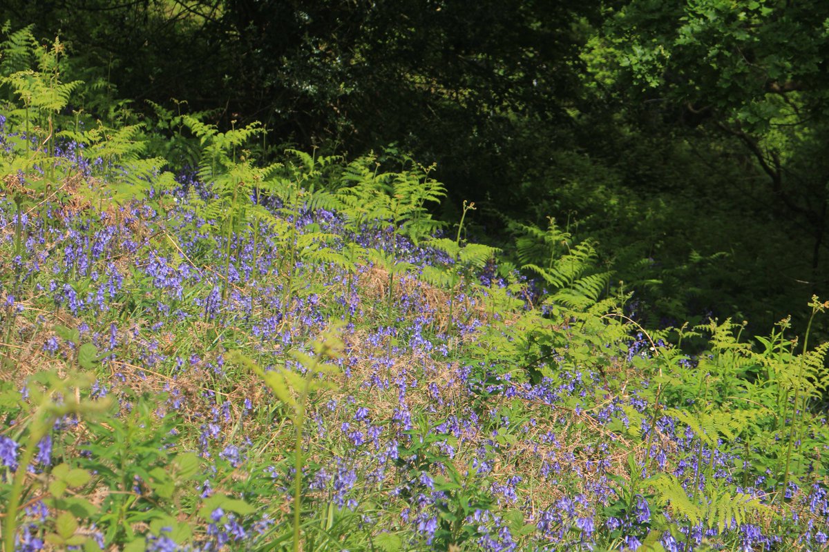 @DailyPicTheme2 Bluebells on a incline on the slopes of Mynydd Maen #DailyPictureTheme #inclclne #bluebells #flowers #spring #Torfaen #Wales