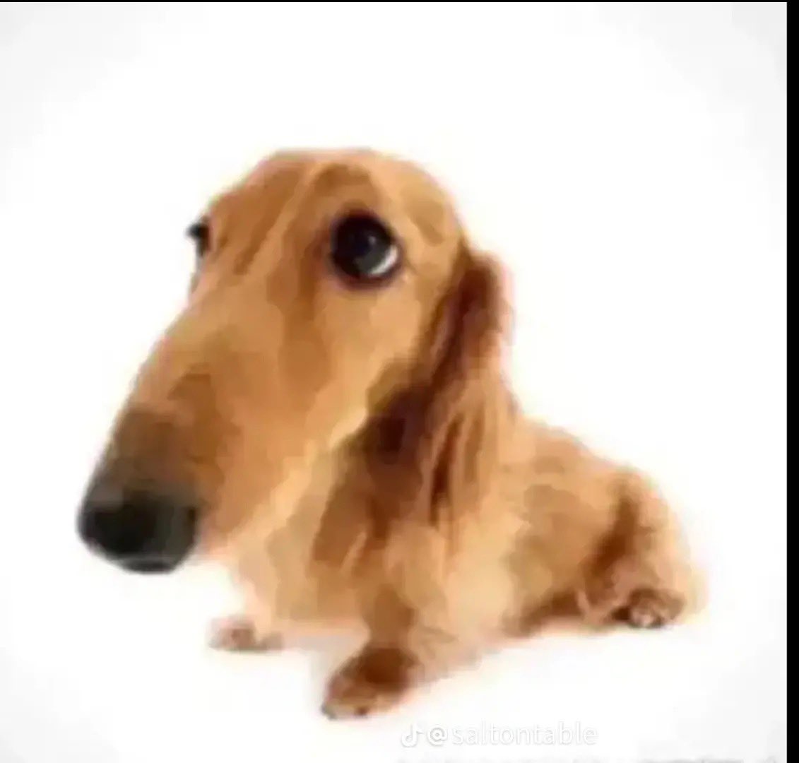 lil silly fluffball tweet media