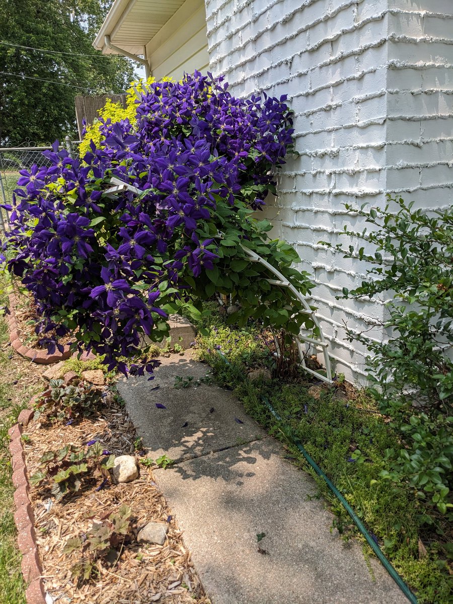 Are you the flowers? Or the trellis?
