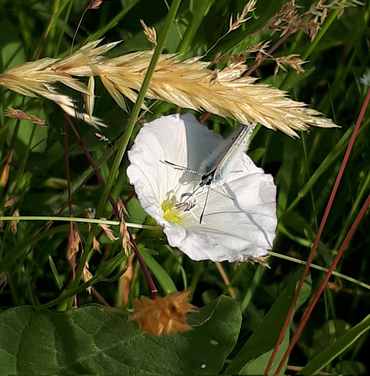 SilvaAtTwitta's tweet photo. #Bläulingen auf #Ackerwinde an Gras https://t.co/4UFe3iIayx