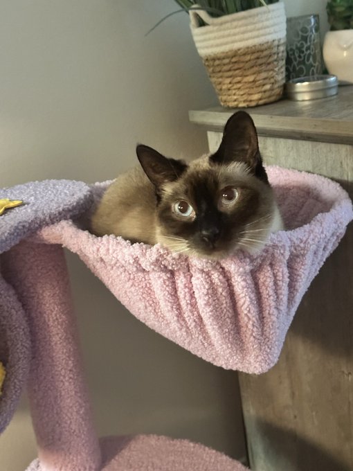 Thank you to whoever sent me a cute kitty tree off my wishlist! Luna and nova love it!! 🥰💖 https://t<a href="/tag/aot"class="tags"><span>#aot</span></a>