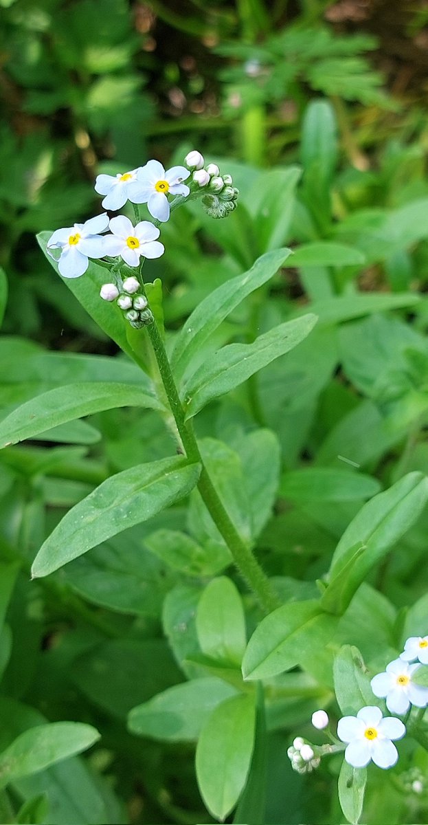 Water forget-me-not 𝑀𝑦𝑜𝑠𝑜𝑡𝑖𝑠 𝑠𝑐𝑜𝑟𝑝𝑖𝑜𝑖𝑑𝑒𝑠 at West Acre. #wildflowerhour #PondWatch
#PondPlants