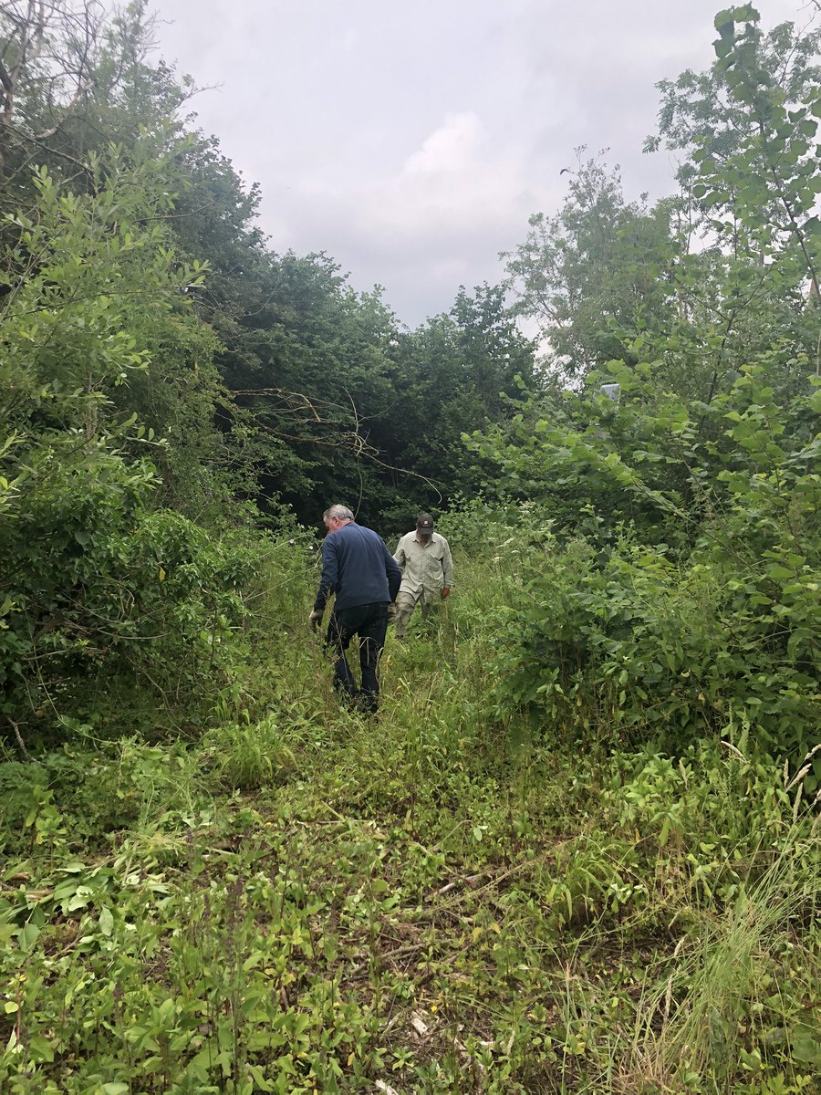 Pulling up Himalayan Balsam on a few sites with volunteers today! Hard work in muggy conditions but managed it all before any forecast thunderstorms! #invasivespecies #volunteerarmy #conservation