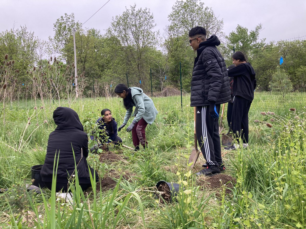 MlleRussell's tweet image. Grade 7s @WalnutGrovePS putting stewardship into action with @CVC_CA #BranchOut program. 

We planted native species like red dogwood, white spruce, cedar and pussy willows at Meadowvale Conservation Area.

@PDSB_eco @PeelSchools