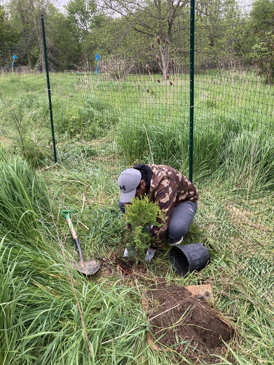 MlleRussell's tweet image. Grade 7s @WalnutGrovePS putting stewardship into action with @CVC_CA #BranchOut program. 

We planted native species like red dogwood, white spruce, cedar and pussy willows at Meadowvale Conservation Area.

@PDSB_eco @PeelSchools