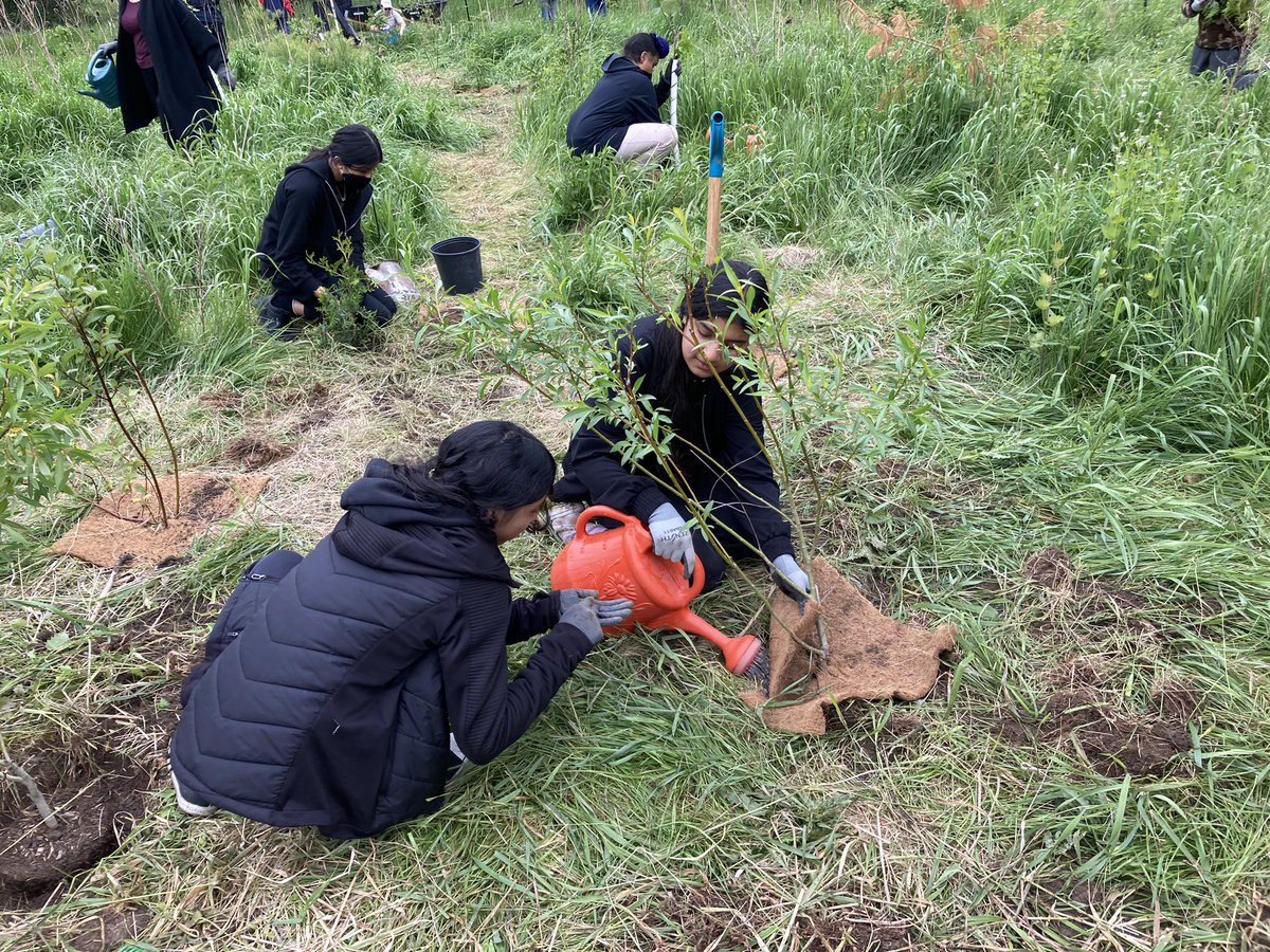 MlleRussell's tweet image. Grade 7s @WalnutGrovePS putting stewardship into action with @CVC_CA #BranchOut program. 

We planted native species like red dogwood, white spruce, cedar and pussy willows at Meadowvale Conservation Area.

@PDSB_eco @PeelSchools