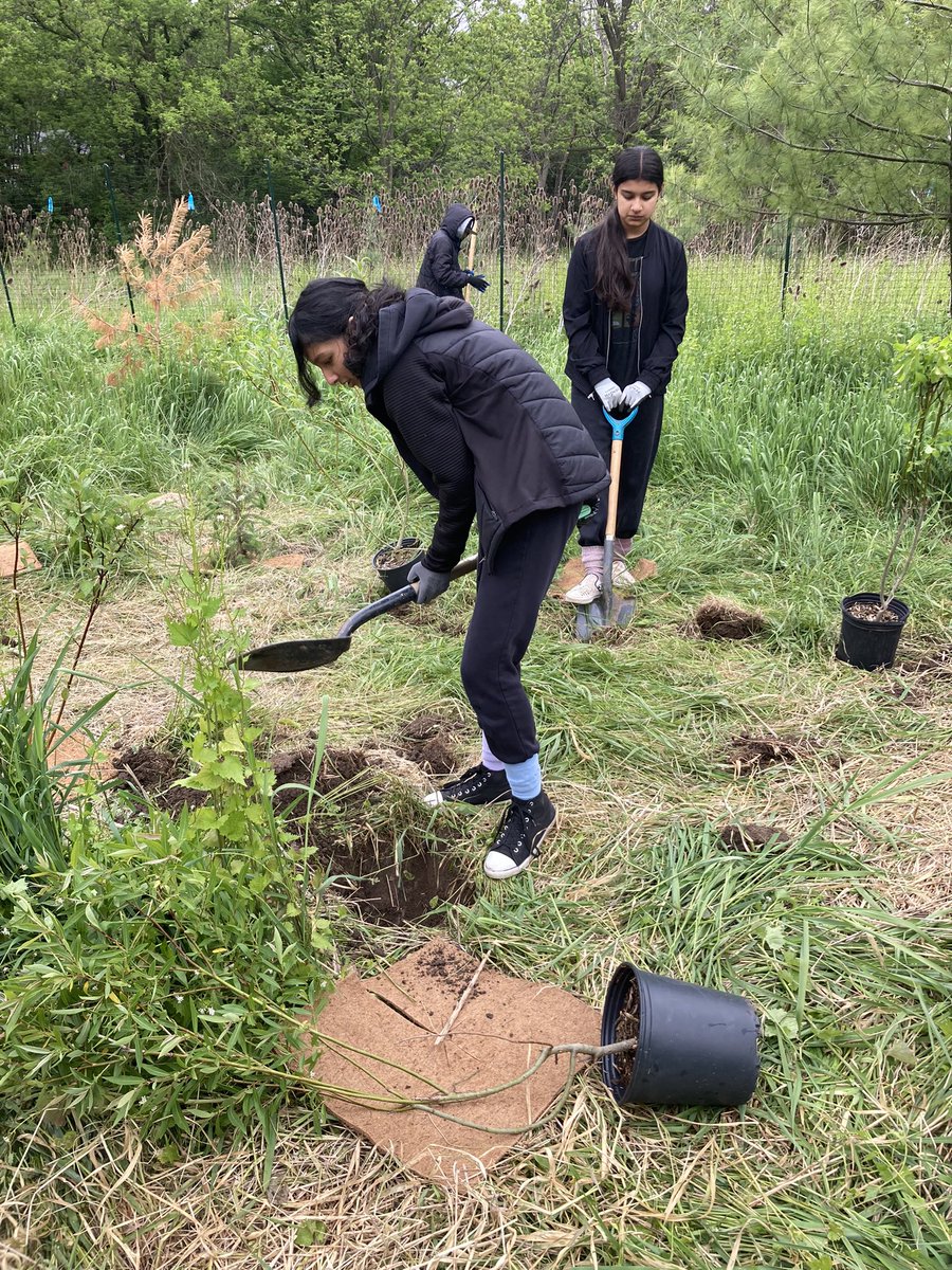 MlleRussell's tweet image. Grade 7s @WalnutGrovePS putting stewardship into action with @CVC_CA #BranchOut program. 

We planted native species like red dogwood, white spruce, cedar and pussy willows at Meadowvale Conservation Area.

@PDSB_eco @PeelSchools