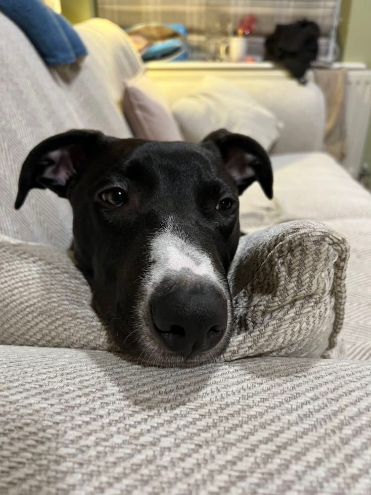 Please retweet to help Rodney find a home #GLOUCESTER #UK 

Affectionate Lurcher aged 11 months. He can live with another dog, possibly a cat and children aged 5+ 🐶

DETAILS or APPLY  
lurcher.org.uk/rodney-not-ava……  #dogs #pets #animals #AdoptDontShop
