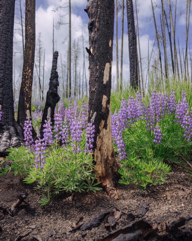 Justin D Kauffman tweet media