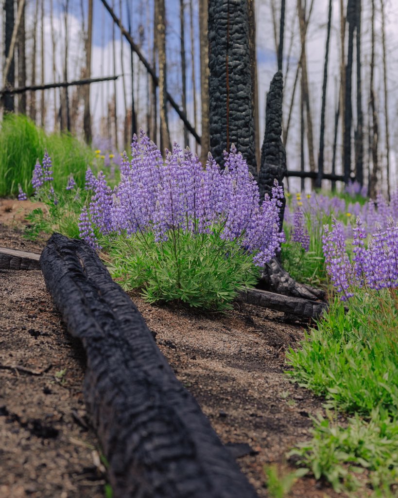 Justin D Kauffman tweet media