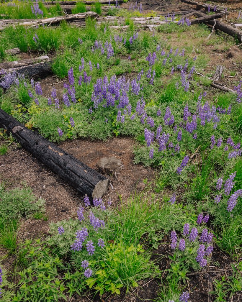 Justin D Kauffman tweet media