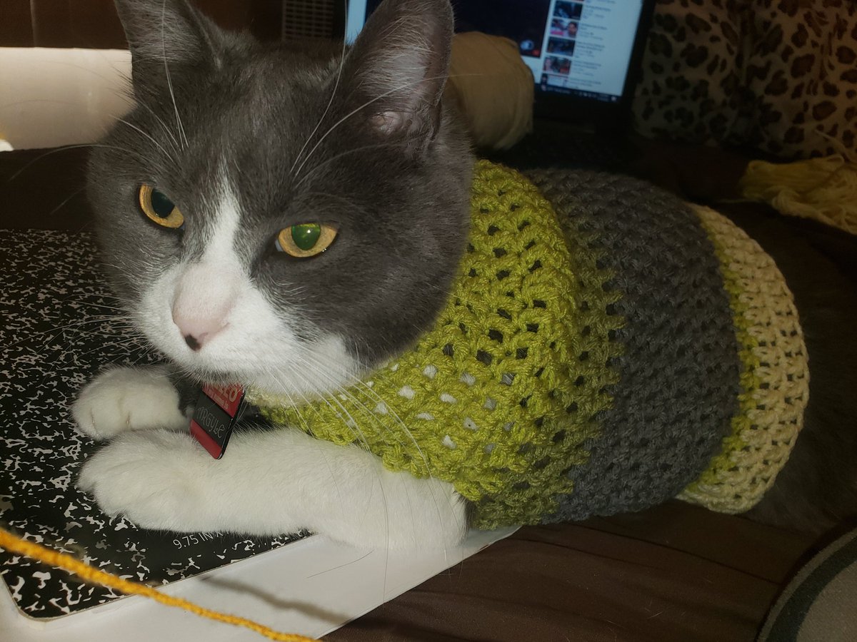 mewlsby's tweet photo. Halp. Mah hooman am makin kitteh close. I's no wants. https://t.co/8pBSI92hKe