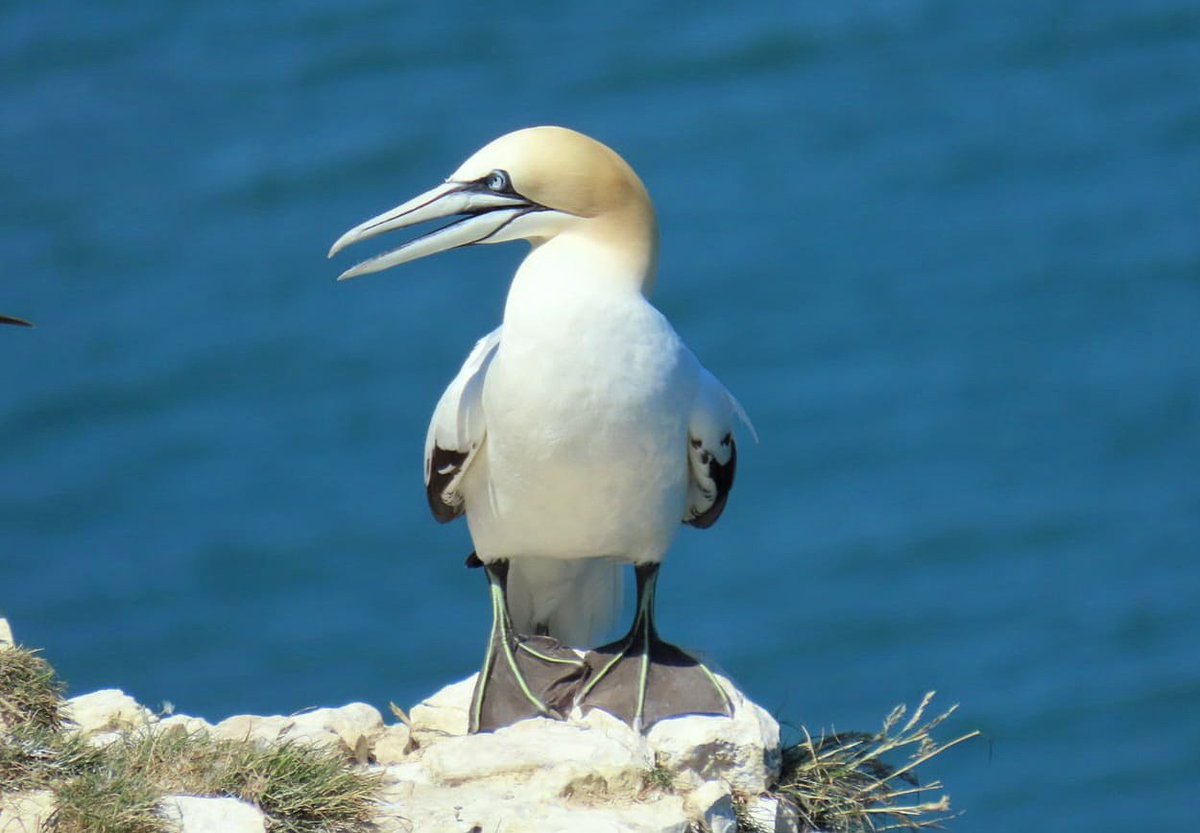 @Natures_Voice Taken at RSPB Bempton Cliffs on Friday