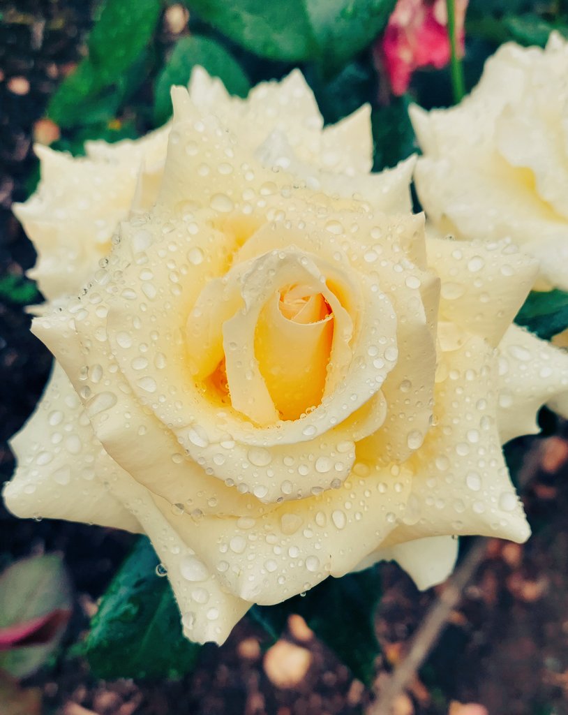 #GoodNightTwitterWorld #GoodnightEveryone Hope u all had a lovely weekend!!!! ♥️😍😘
#ROSE #Rosegold #Roses #FLOWER #flowerphotography #FlowersOfTwitter #sundayvibes #Beautiful_Flower