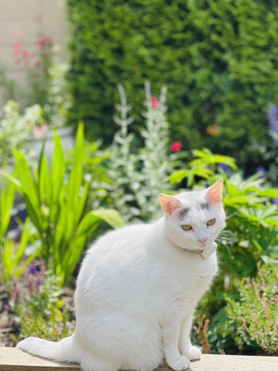 Look at my pretty garden #Hedgewatch friends!! #CatsLover