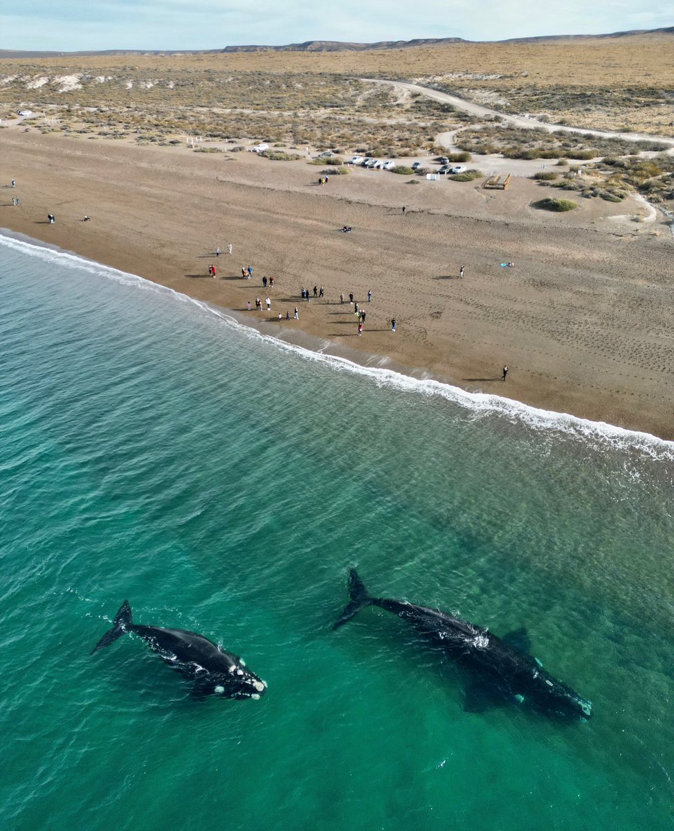 maxijonas's tweet photo. El mejor lugar del mundo para compartir con ballenas. https://t.co/5eEYGXa6vy