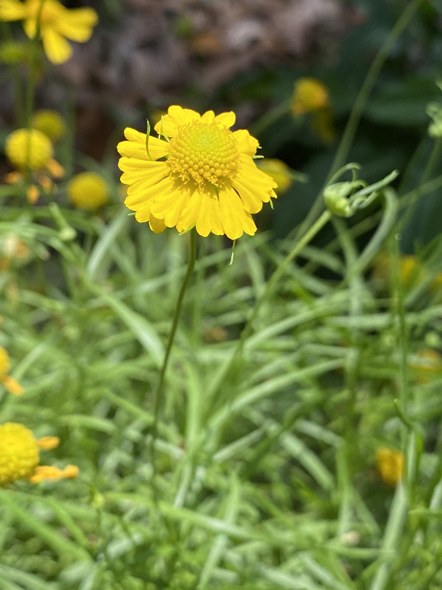 OldFLA's tweet image. Yard stuff #almostsummer