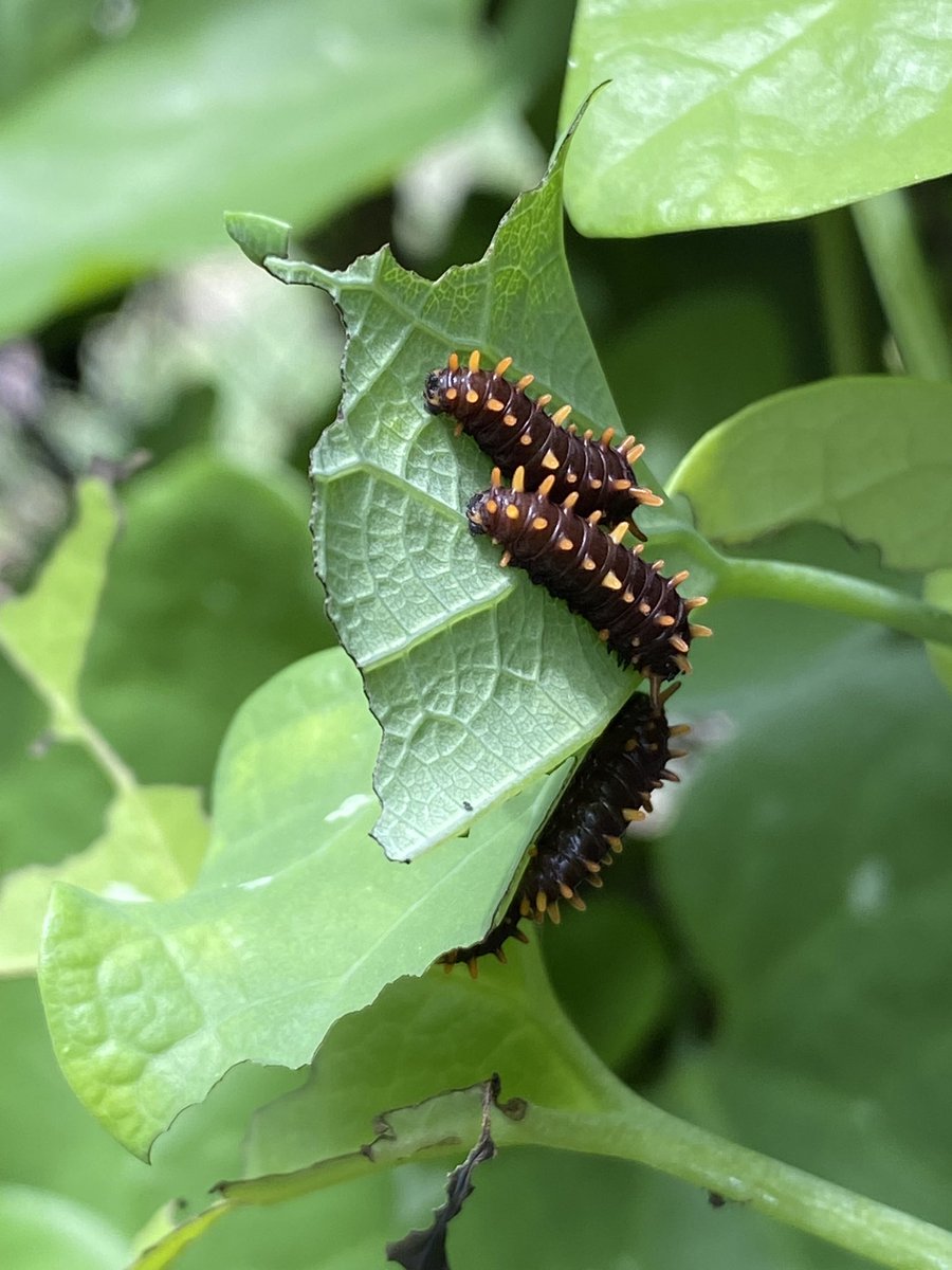 OldFLA's tweet image. Yard stuff #almostsummer