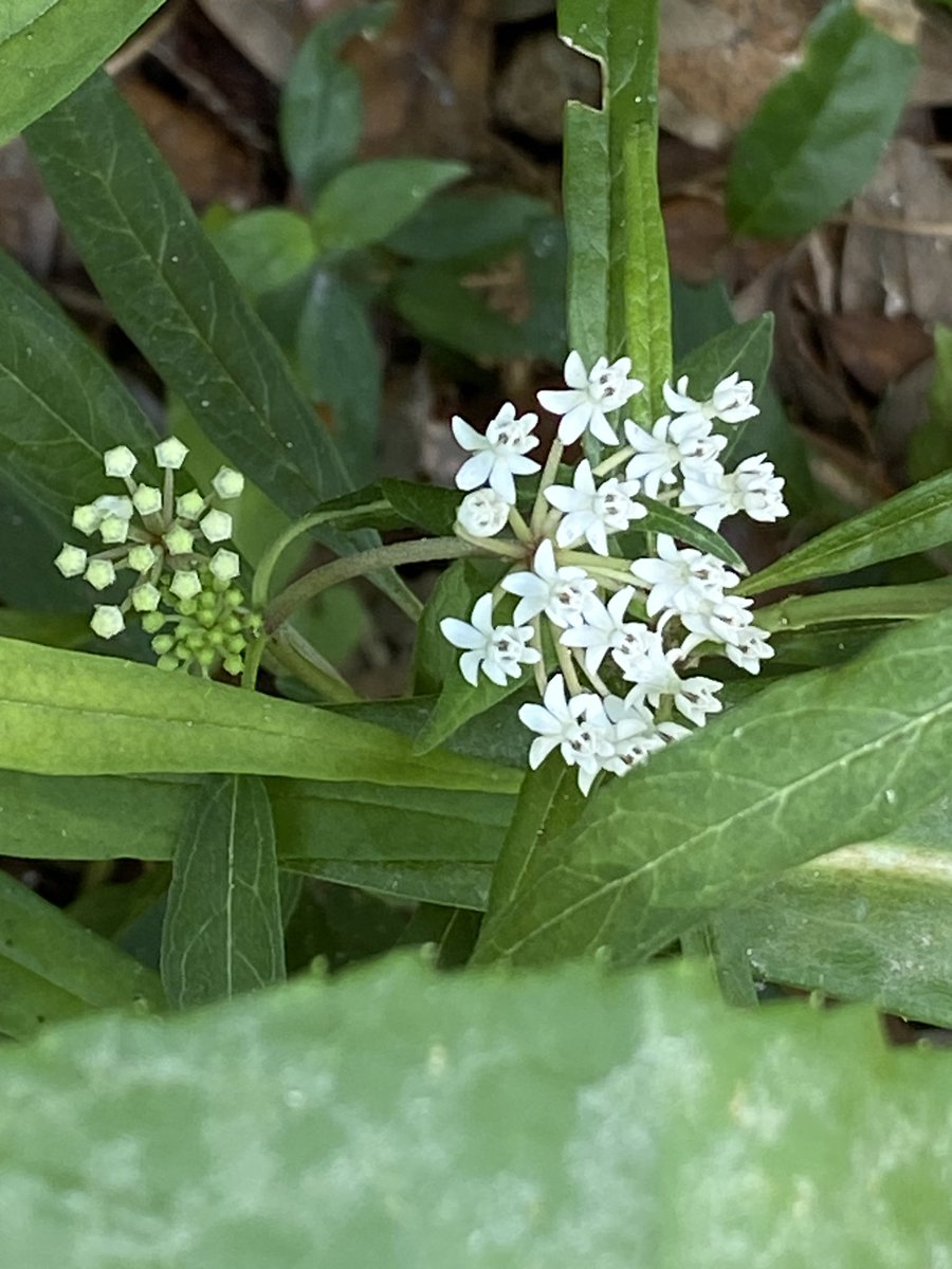 OldFLA's tweet image. Yard stuff #almostsummer