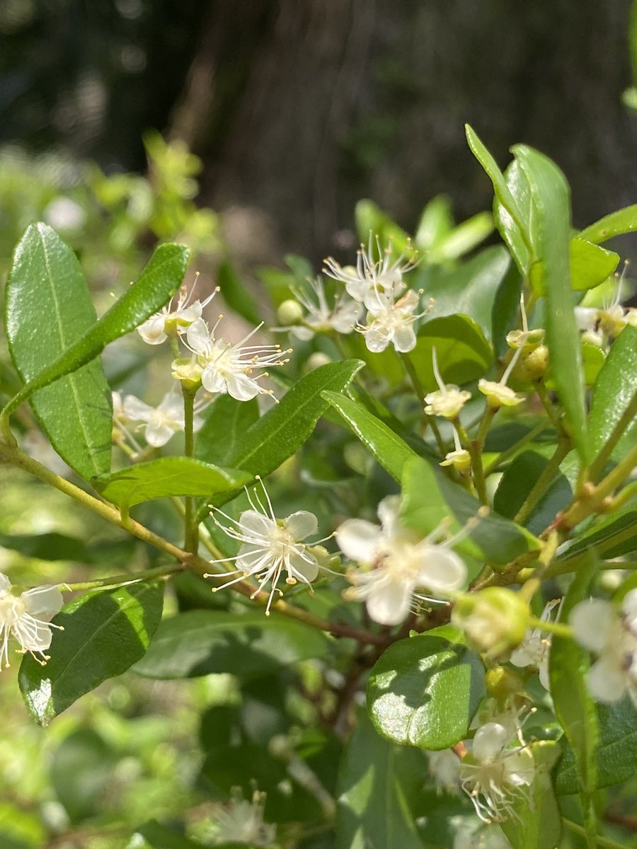 OldFLA's tweet image. Yard stuff #almostsummer