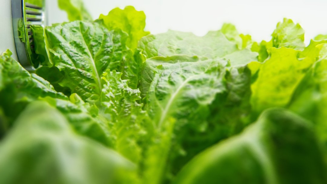 vertiseedfarms's tweet image. 🌱🌿 Discover the future of farming with #VerticalFarming! 🌾🌍 Our latest article explores how vertical farming is revolutionizing agriculture. Learn about our cutting-edge HarvestHub system and its sustainability benefits. Join the agricultural revolution today!