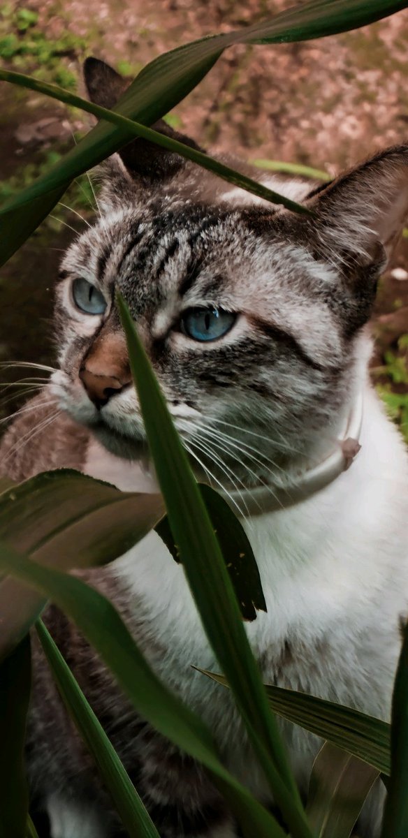 Rguez24980934's tweet photo. Chulada de FELINA. 😘😘 https://t.co/V4eLGe04BP