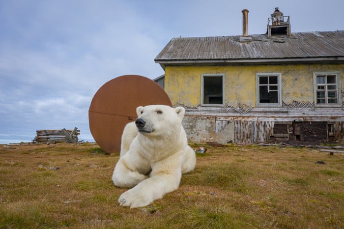 Polar Bears move into abandoned Arctic weather station.

Photographer @DmitryKokh discovered Polar Bears living in an abandoned weather station in Kolyuchin, in the Chukotka Autonomous Okrug of the Russian Federation, while on a trip to Wrangel Island, a Unesco-recognised nature…