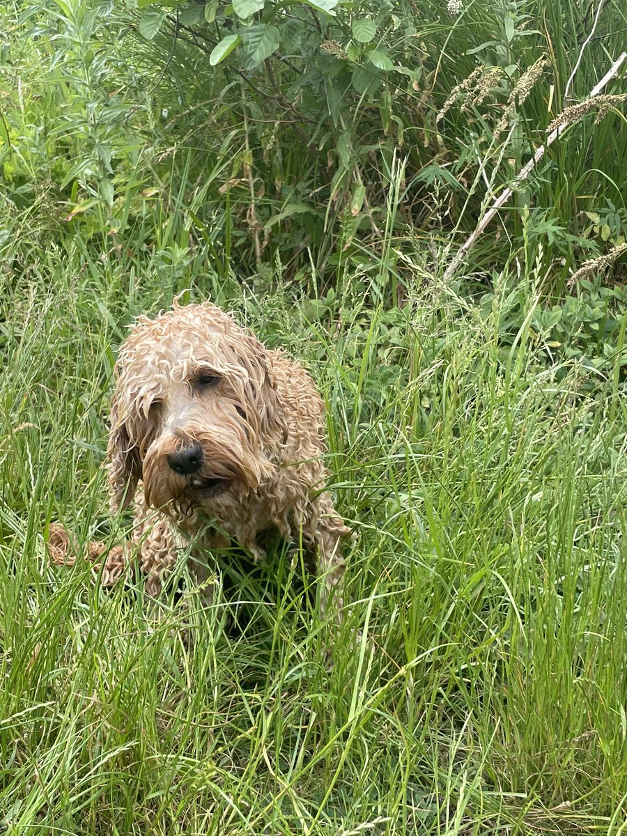 RachTComms's tweet image. I’ve finally caved and started a new profile after getting blocked by Twitter for no apparent reason 🚫 but to start on a positive note … here’s Bonnie 🥰
