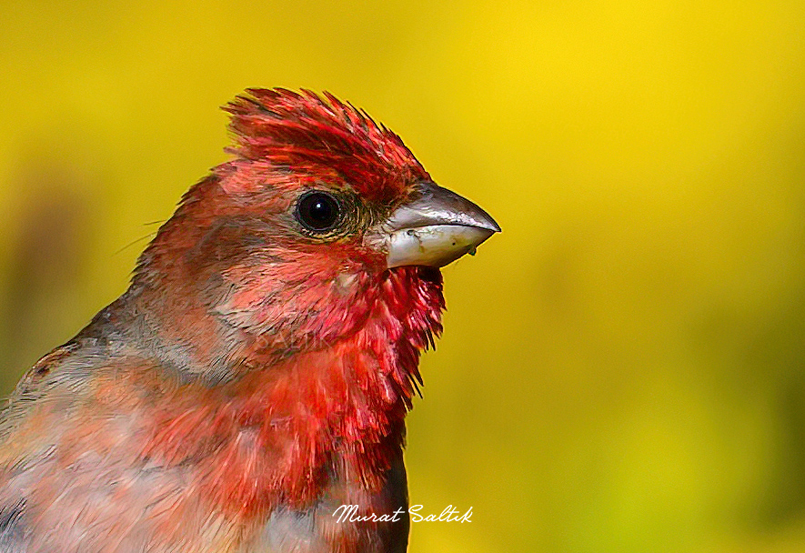 Yarın sabah güneş doğarsa bu arkadaşımız size günaydın diyecek.

Çütre
#Trabzon

#hangitür #birdwatching #nikonz9