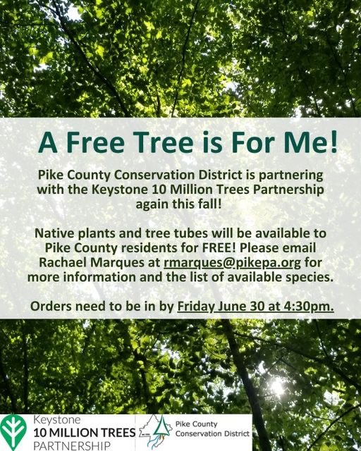 Plant a tree… for free!