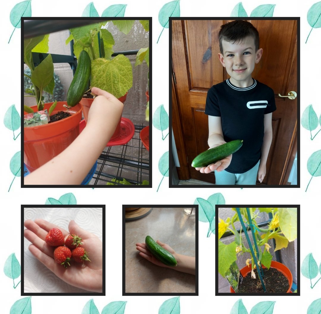 Donna80Williams's tweet photo. QW has been a busy gardener and is now starting to see the rewards. He's been watering them 3 times every day in this hot weather π±π§π₯ππ
π«π§
#firsttimegardener #homegrownisbest @MarkhamHead @MarkhamYear5 @MarkhamYear3 @MarkhamYear4 https://t.co/r07HywIxq3