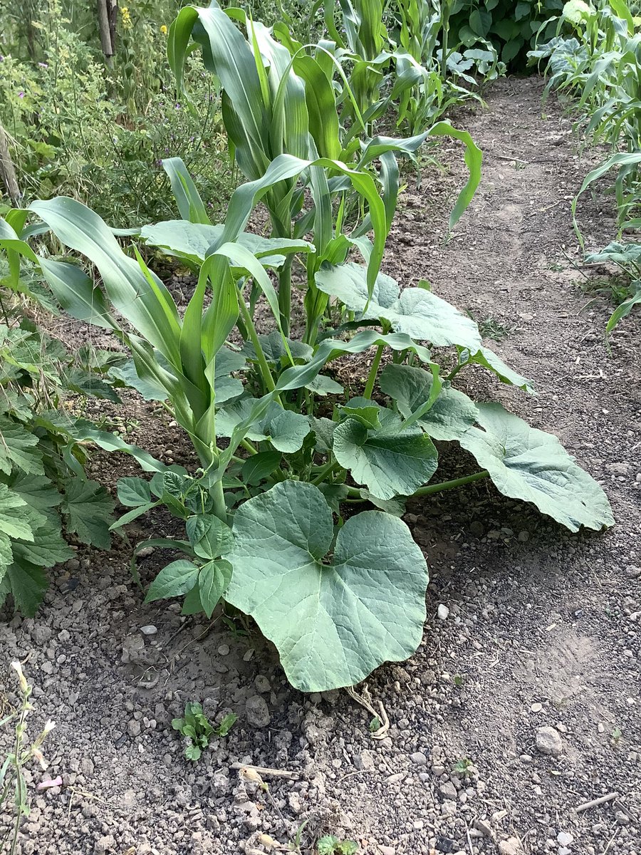 schalkstein1's tweet photo. Milpa#indianerbeet#weinguteberhardklein https://t.co/717lM35UzM