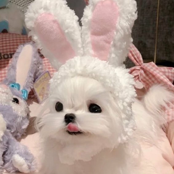 ⋆˙⟡♡ (@bambigyuvin) on Twitter photo 