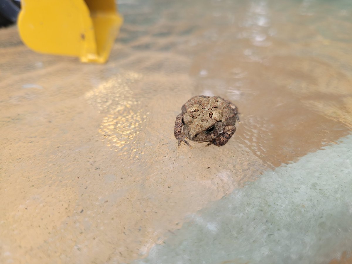 My 8 year old has suggested I kiss this little dude because I am a princess. Base flattery aside, I have resisted the urge to find out if Prince Charming is living in disguise in my strawberries.