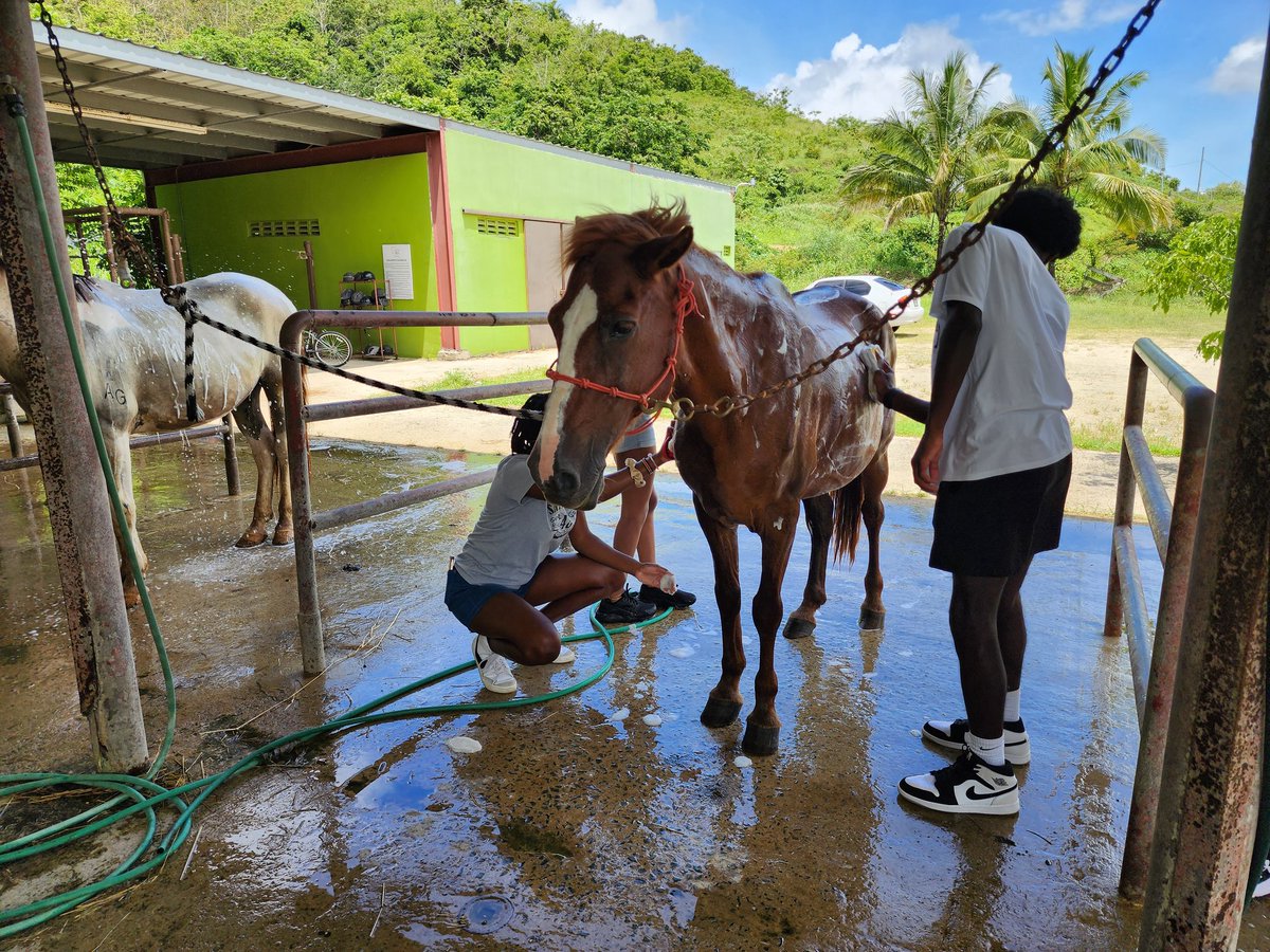 @HumbleISD_AHS students, and our friends from Minnesota,  learning about native plants and horses at Hacienda 8A in Puerto Rico!
#humbleisd #bethelight #handsonlearning #servicelearning #atascocitahs #atascocitahighschool