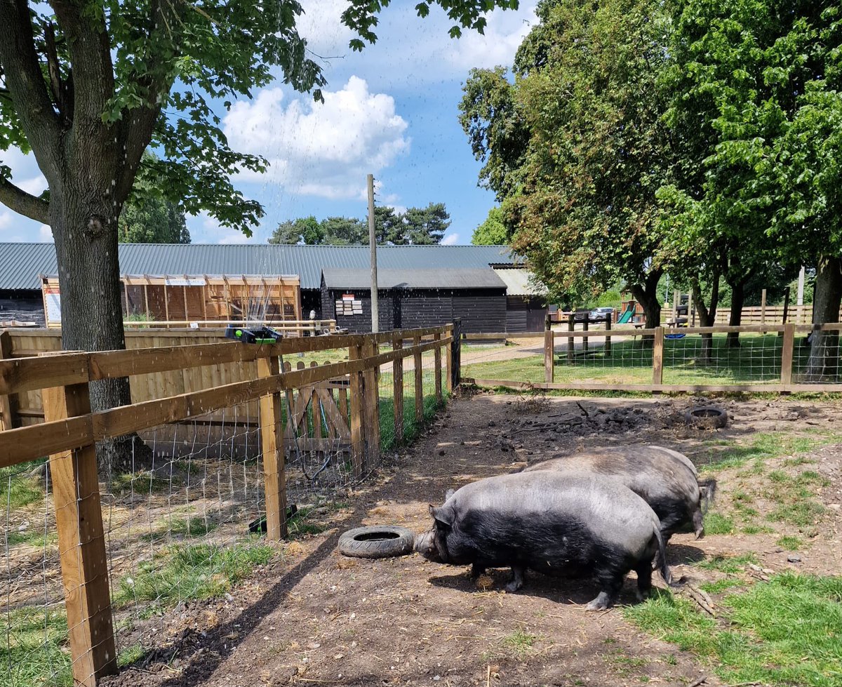 BucksGoat's tweet photo. Keeping our animals cool with paddling pool, water sprinklers and iced snacks ☀️ https://t.co/6DV6E6UFUH