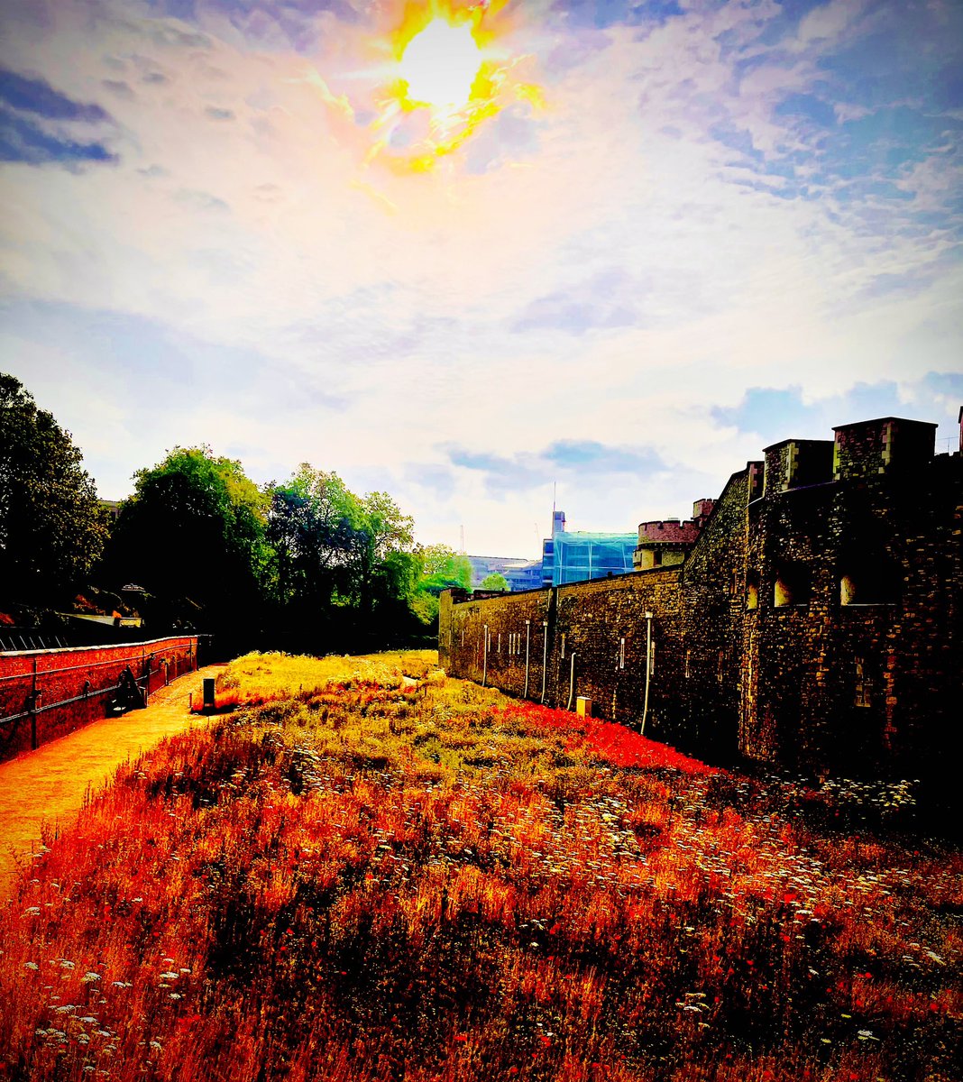 GARETHEREES's tweet photo. Photographer: garetherees #toweroflondon #hrp #morning #moat #summer2023 #flowers #london #visitlondon❤️ https://t.co/KAyJ9hp3ye