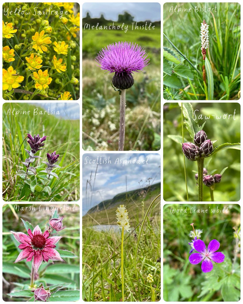 Isn’t botanising with friends just the best! A wonderful weekend sampling the floral delights of Upper Teesdale with @NatureLark, @botanicalmartin & @wonky_eggs. Just a few of the absolutely gorgeous plants admired for #WildflowerHour 😍