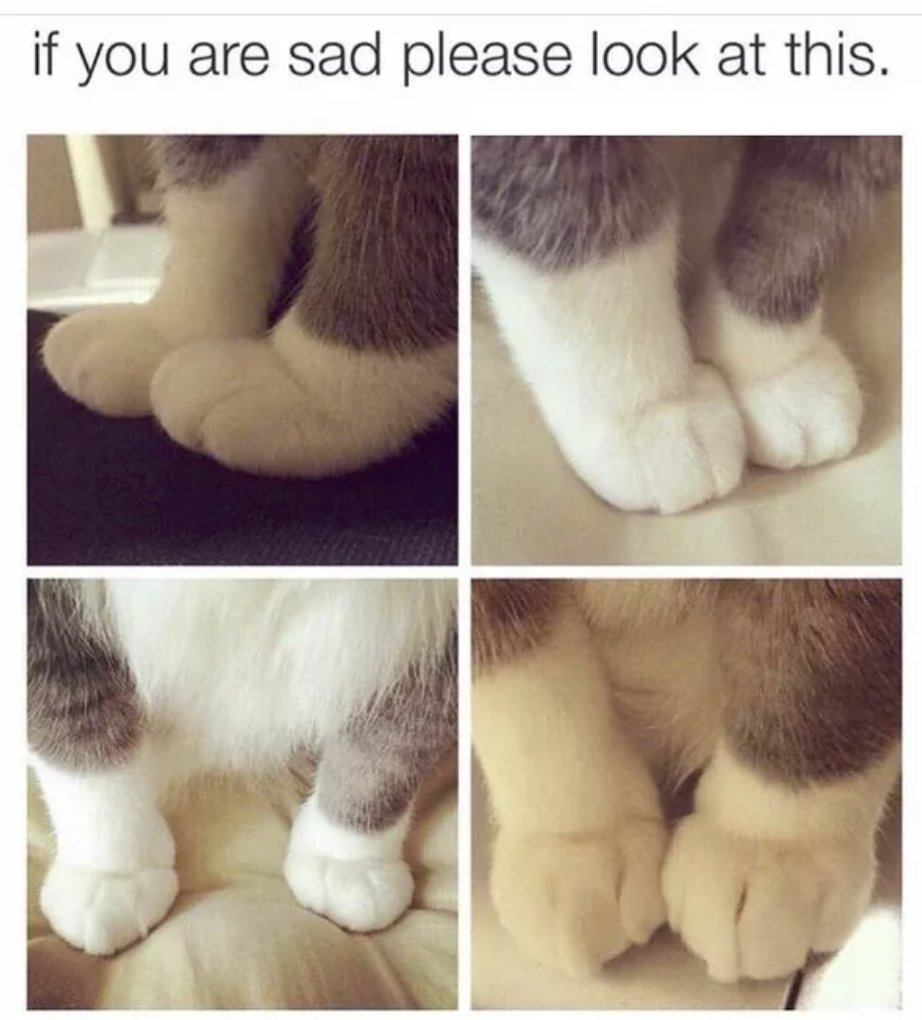 RespectfulMemes's tweet image. 