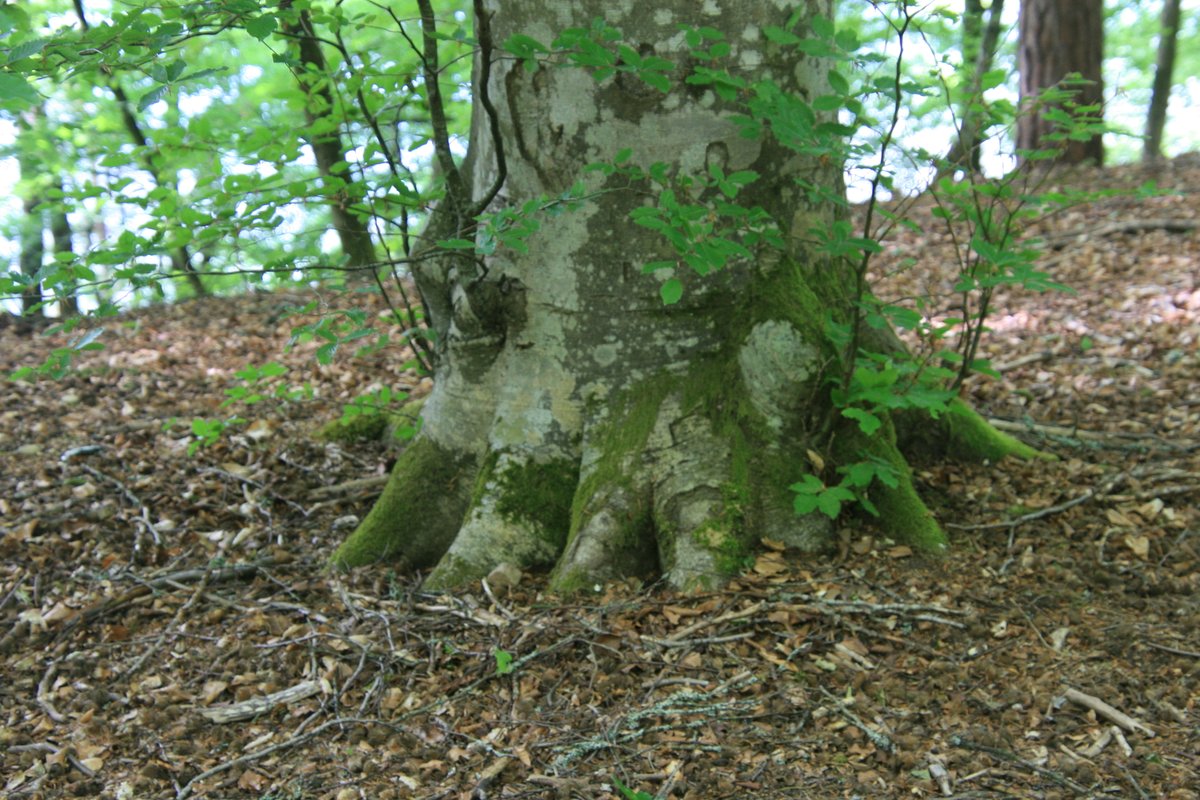 wielkrop2017's tweet image. Stópka bukowa.
#Kaszuby