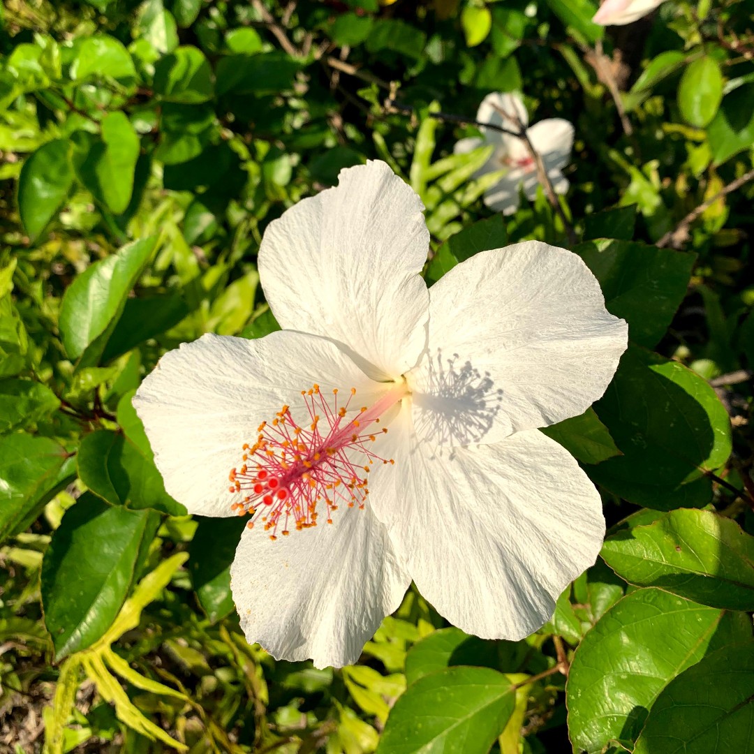 hawaiiverse's tweet photo. 🌼🌸❀✿🌷 Hawai‘i has many flowers. One of our favs is the White Hibiscus. What's your favorite flower in Hawai‘i?
#oahuhawaii #ewabeachhawaii #hawaiiverse #madeinhawaii #hawaiinewsnow #hnnsunrise #explorehawaii #nakedhawaii #oceanlife #hilife808 #instahawaii https://t.co/sAwpghHH3Q