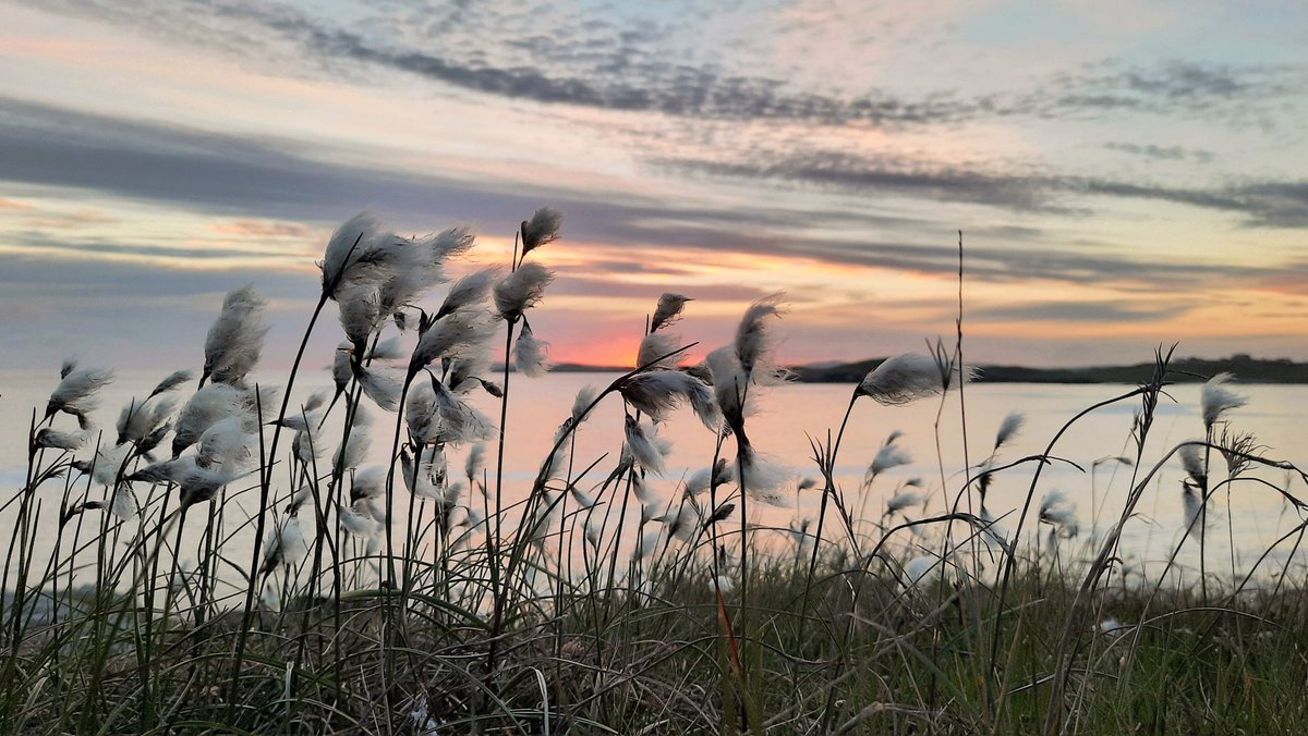 To sit in the hill while cotton grass dances with ever present wind, as sunset colours radiate from opal sea, is the magic of midsummer.
These nights feel borrowed from another time, another landscape, part of this world but also of another. They renew me #Shetland