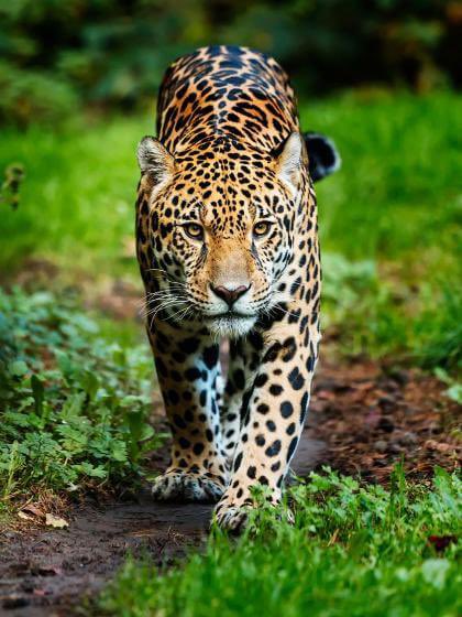 Happy Father’s Day - Make a Way!! Go Jags!  #WFHS