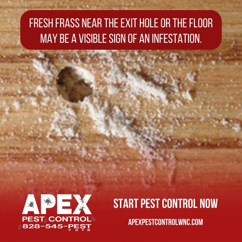 ApexPestAVL's tweet photo. The adult old house borer has a slightly flat brown to the blackish-brown body, which is flatter than other species of beetles.

Read the full article: Old House Borer Damage
▸ https://t.co/GesIKYxO0K

#HouseBorerDamage #WoodDamagingPests #WesternNorthCarolina https://t.co/zEox4Qvgul