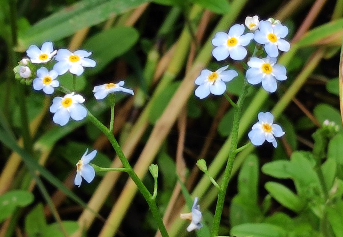 Water forget -me-not .#pondplants #wildflowerhour