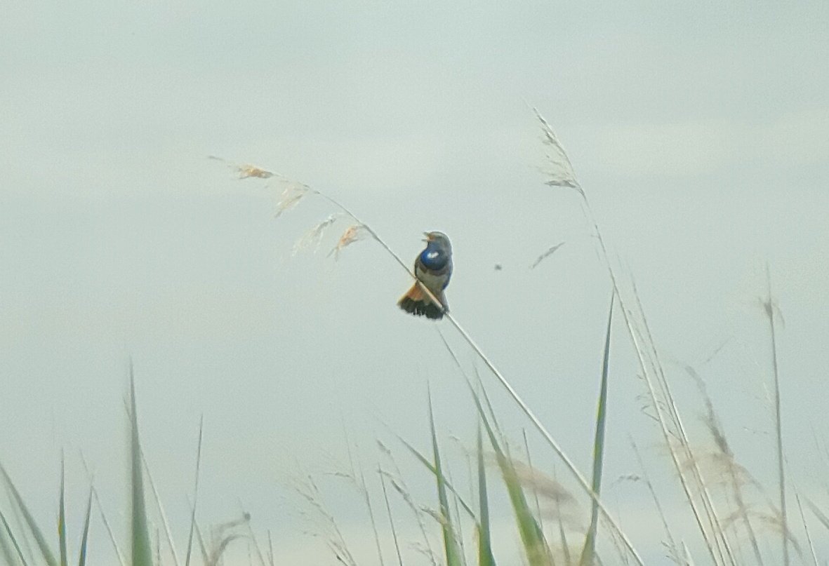 Bluethroat and blackthroat together @slimbridge_wild this morning. Amazing views of the Bluethroat! What a bird! Also Black-winged Stilt, sum plum Spotted Redshank, Wood Sandpiper and Garganey all before 11am! A rare (nowadays) birding sesh with @Gregmabbs 👍 #GlosBirds