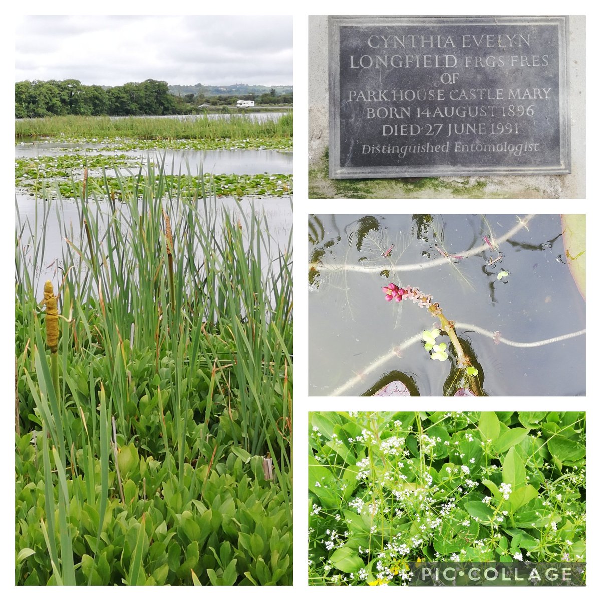 Time to recall the Dragonfly Lady, Cynthia Longfield, whose work earned her worldwide acclaim. She lived in Cloyne, E. Cork & is buried in the churchyard of St  Colman's Cathedral. Some emerging Bulrush, 
Marsh-bedstraw & a Water-milfoil spike for #PondPlants & #WildflowerHour.