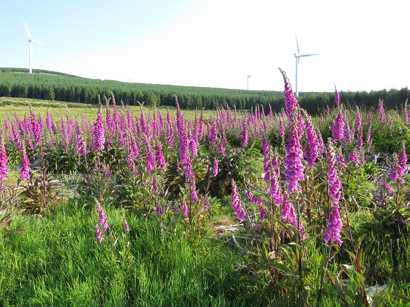 Foxgloves looking lovely on Croghan Mountain, Co. Wicklow. #wildflowerhour @BSBIbotany
