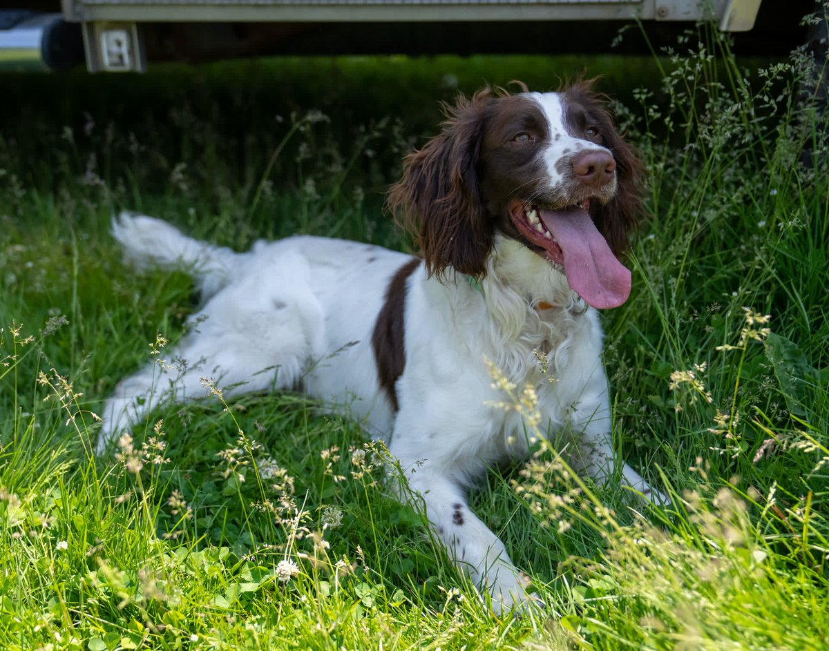 GundogsOnline's tweet photo. It's amazing how they find the shade! https://t.co/sgXYqldVCF